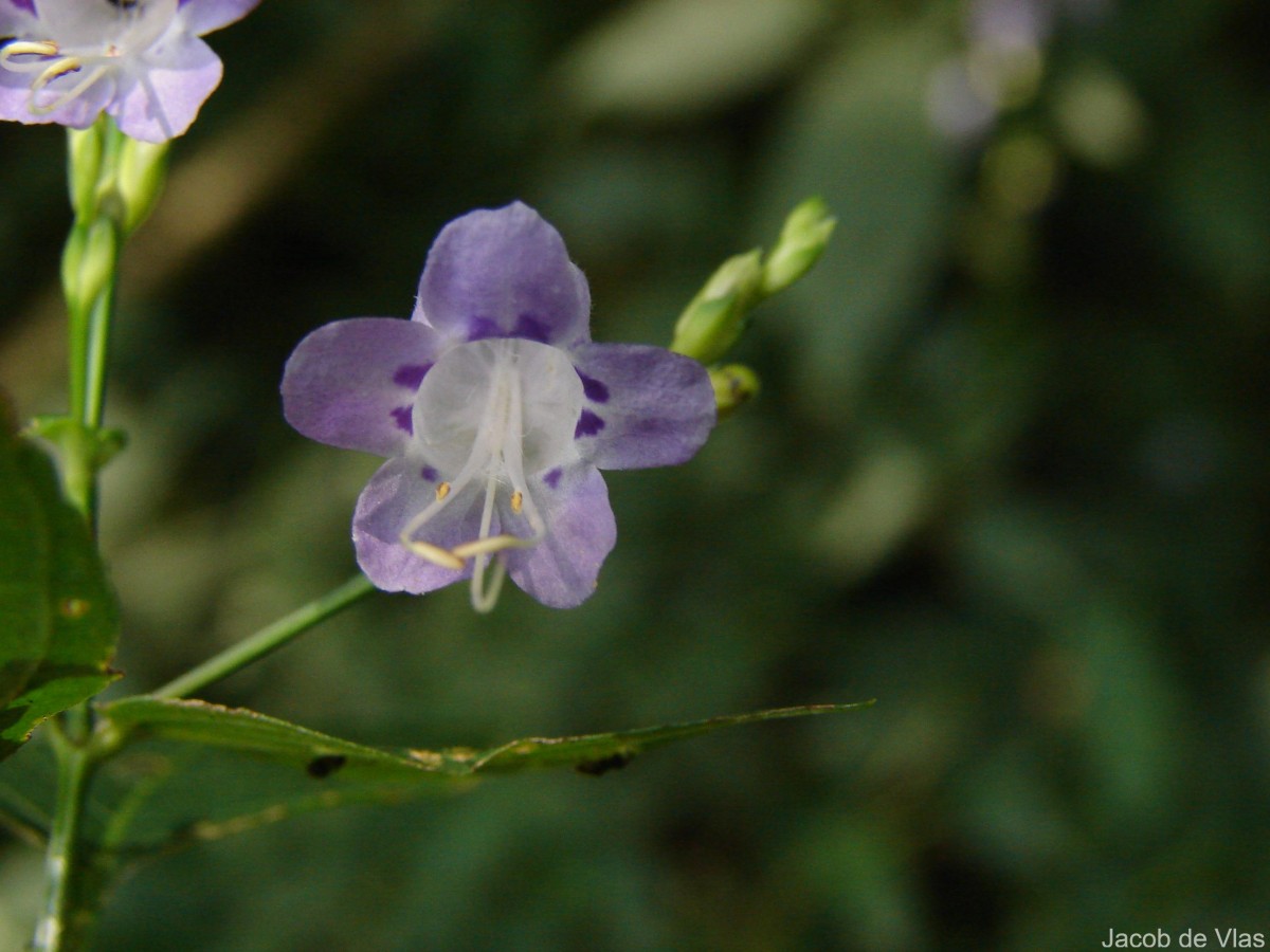 Strobilanthes cordifolia (Vahl) J.R.I.Wood